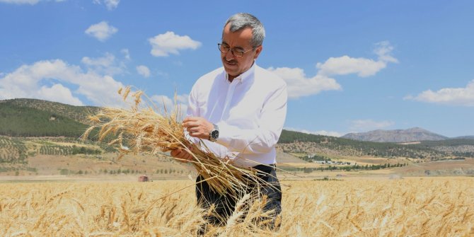 Başkan Güngör Türkoğlu’nda buğday hasadına katıldı