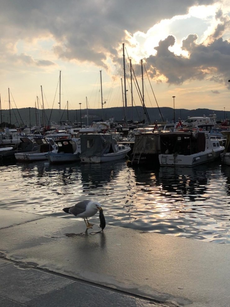 Koca fareyi 10 hamlede mideye indirdi