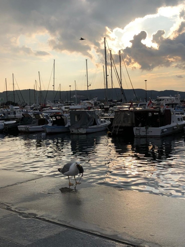 Koca fareyi 10 hamlede mideye indirdi