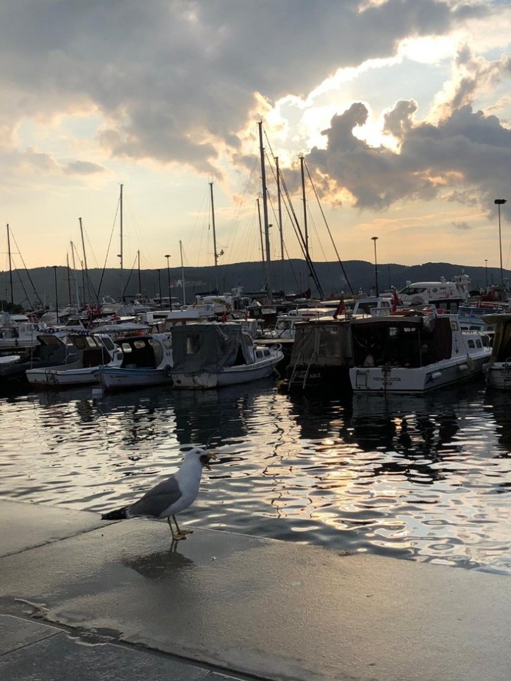 Koca fareyi 10 hamlede mideye indirdi