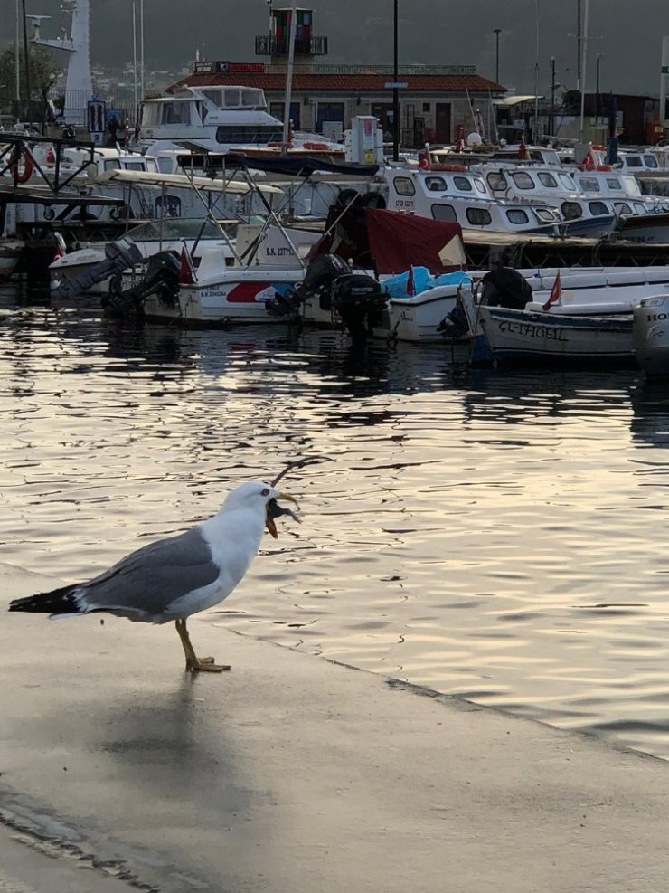 Koca fareyi 10 hamlede mideye indirdi