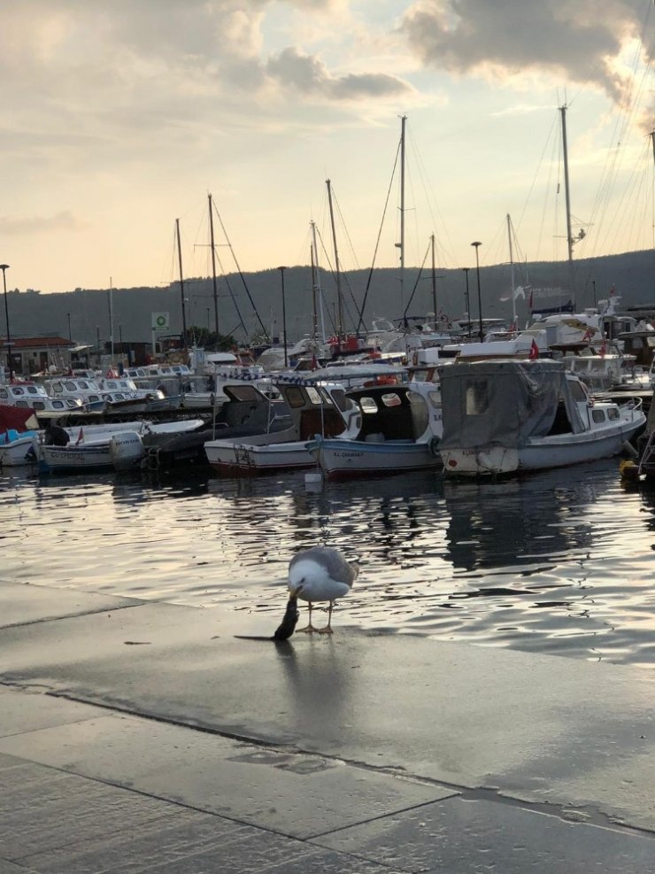 Koca fareyi 10 hamlede mideye indirdi