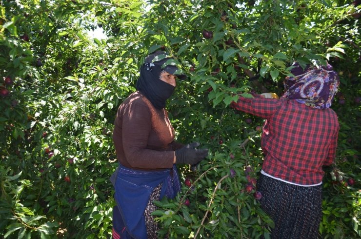 Hatay’dan Rusya, Ukrayna ve Arap ülkelerine erik ihracatı