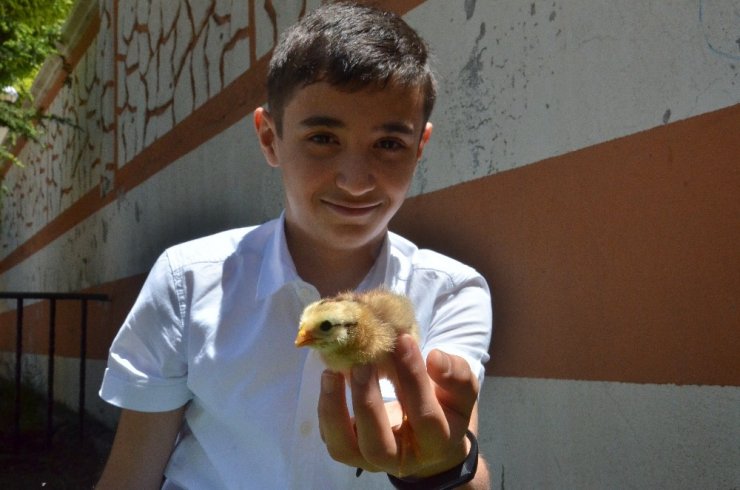 Dondurma kabından robotik kodlama tekniğiyle kuluçka makinesi yaptı