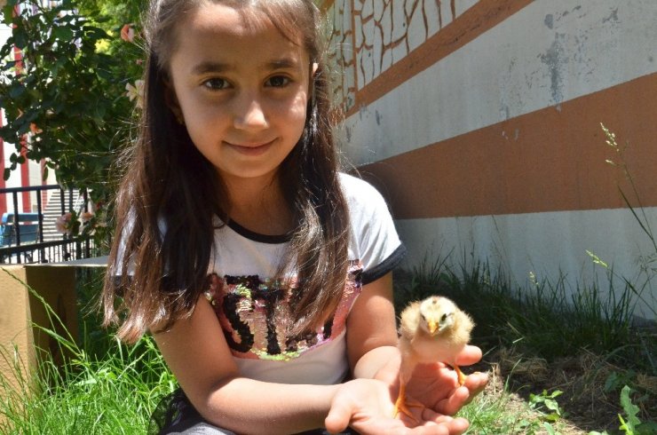 Dondurma kabından robotik kodlama tekniğiyle kuluçka makinesi yaptı