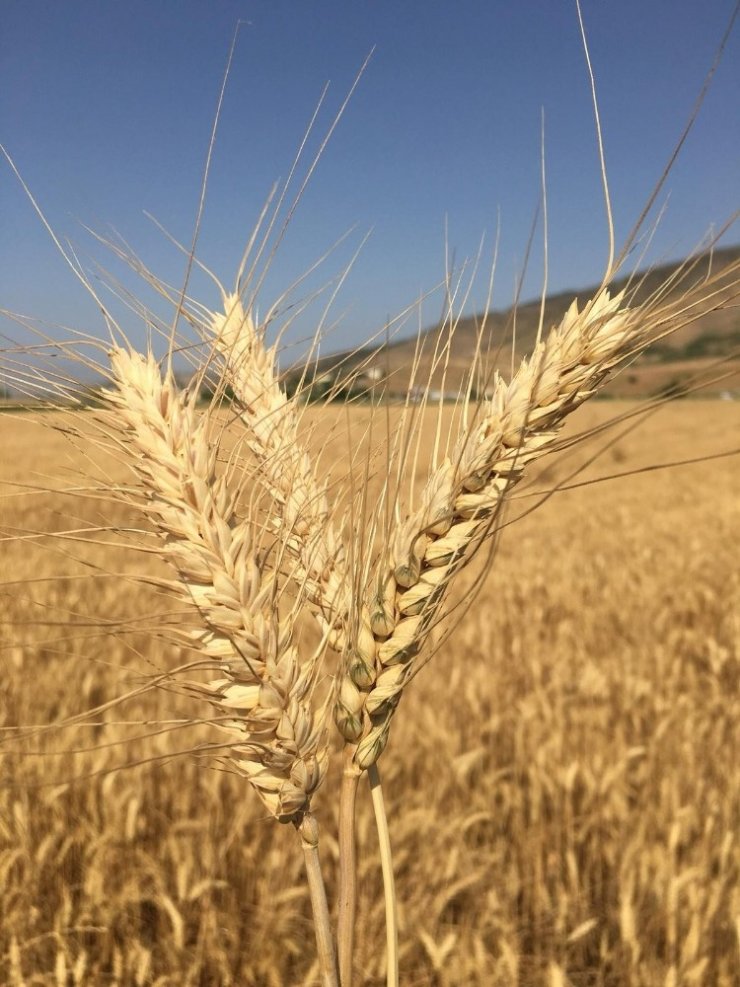 Kahramanmaraş’ta buğday hasadına başlandı