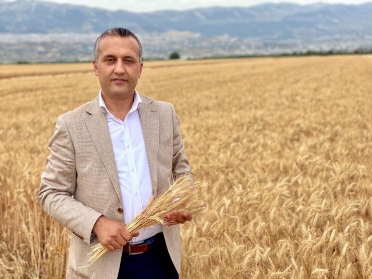 Kahramanmaraş’ta buğday hasadına başlandı