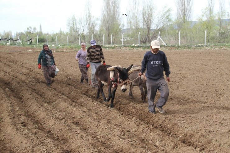 Konya’da eşeklerle tarım günümüzde de revaçta