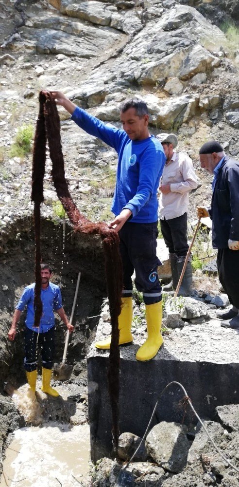 İçme suyu borusundan çıkan 6 metrelik ağaç kökü görenleri şaşkına çevirdi