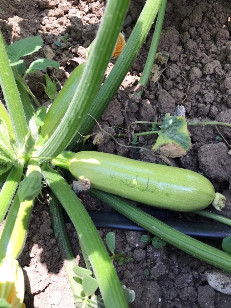 Bursalı çiftçiyi ağlatan görüntü