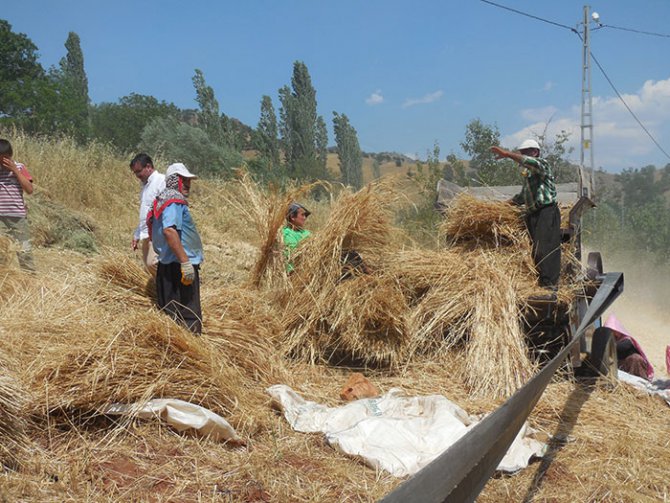 bugday1.jpg bugday1.jpg