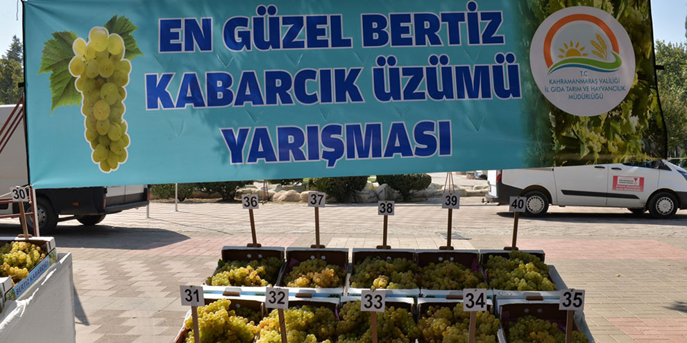 en-guzel-bertiz-kabarcik-uzumu-yarismasi-yapildi-1.jpg