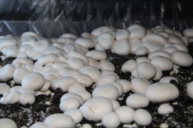 img_2038.jpg img_2038.jpg