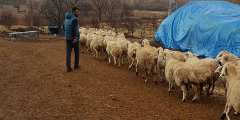 once-jandarmaya,-sonra-calinan-koyunlarina-sarildi1.jpg