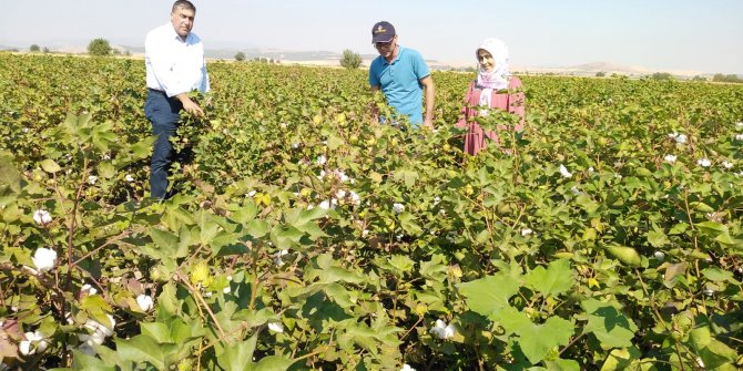 pamuk-ekim-alanlari-(2).jpg