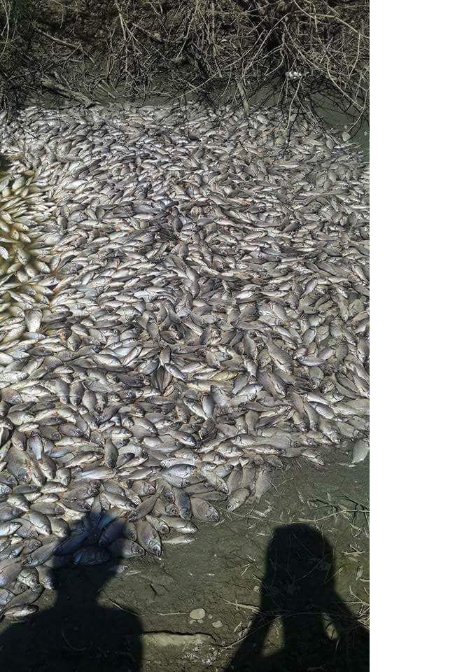 tekirdagda-binlerce-olu-balik-karaya-vurdu-dbadf9.jpg