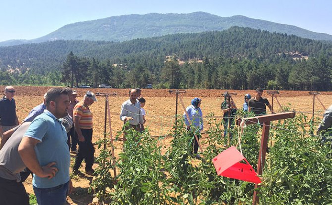 turkoglu’nda-sirik-domates-yetistiriciligi-gelisiyor1.jpg